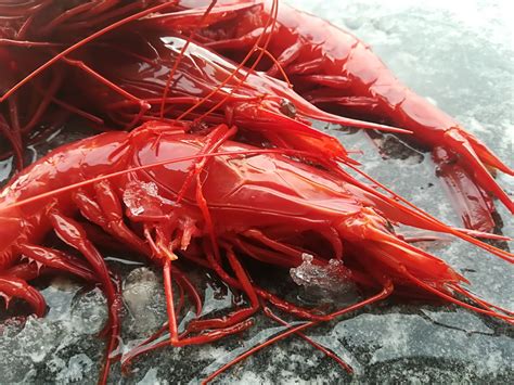I gamberi rossi carabineros sono molto ricercati e serviti nei più importanti ristoranti di tutto il mondo. Gambero carabineros | 24FISH