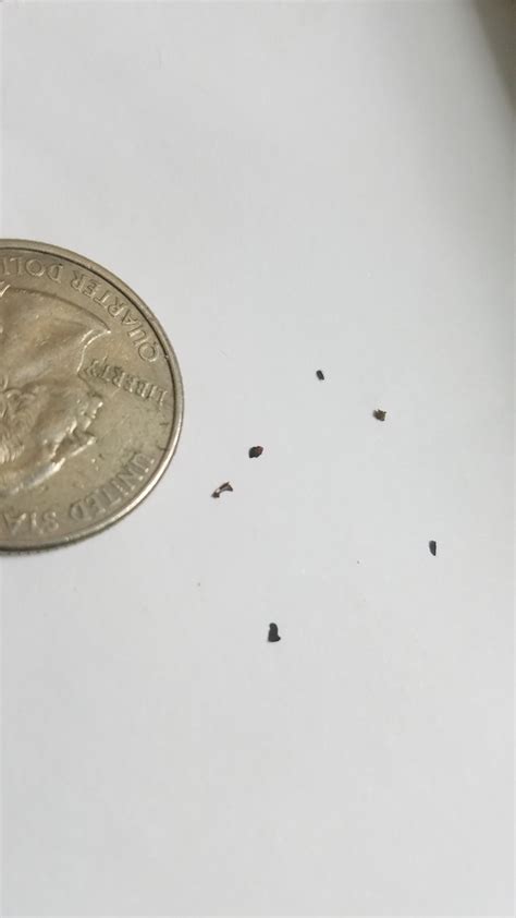 Bed Bug Feces Found In Random Spots On Top Of Sheets Bedbugs