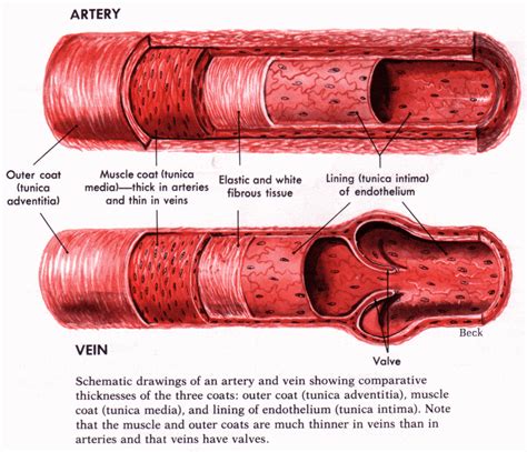 Types Of Blood Vessels Anatomy Physiology Blood Vesse Vrogue Co