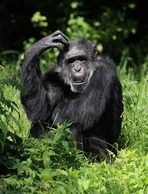 Chimpanzees Prefer To Focus On Fewer Friends As They Age Study