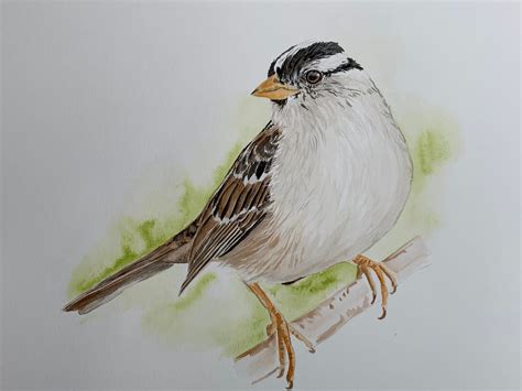 Original Watercolor Painting Of Sparrow Etsy