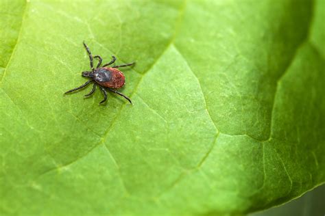 Nearly 15 Of People Worldwide Have Had Lyme Disease Study Says