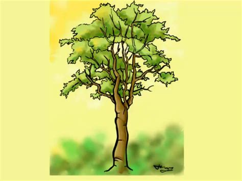 How To Draw A Detailed Tree 7 Steps With Pictures Wikihow