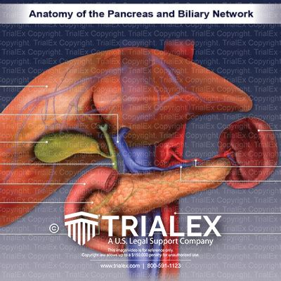 Anatomy Of The Pancreas And Biliary Network Trialexhibits Inc