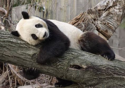 Rare Research Unveils Secret Life Of Giant Pandas In The