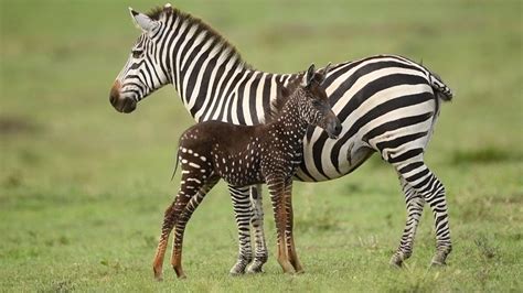 The answer to that question has been hard to find. Rare Spotted Zebra Foal - YouTube