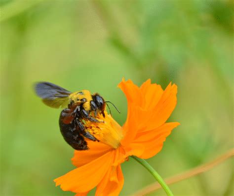 Do Carpenter Bees Sting 2024 Todays Homeowner