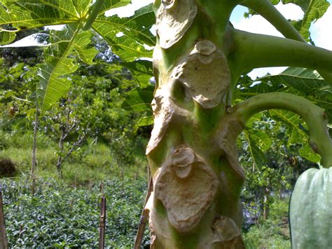 Klasifikasi Tumbuhan Berbiji Pepaya Carica Papaya