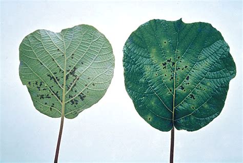 Bacterial Canker Leaf And Fruit Spot Kiwi Plantsdb