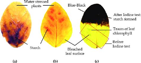 Iodine Test On Ethanol Bleached Leaves After Bleaching And Staining