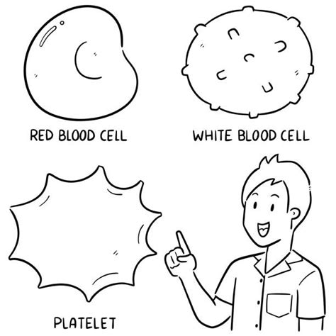 White Blood Cells Drawing Stock Photos Pictures And Royalty Free Images