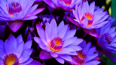 Purple Lotus Wallpapers Top Free Purple Lotus Backgrounds