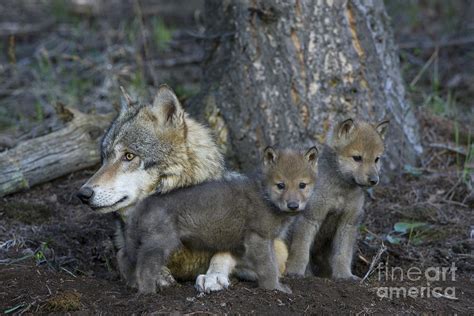 Gray Wolf And Cubs Photograph By Jean Louis Klein And Marie Luce Hubert Fine Art America