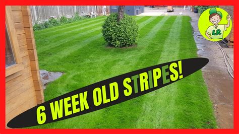 How To Stripe Your New Lawn 6 Weeks After Renovating Youtube