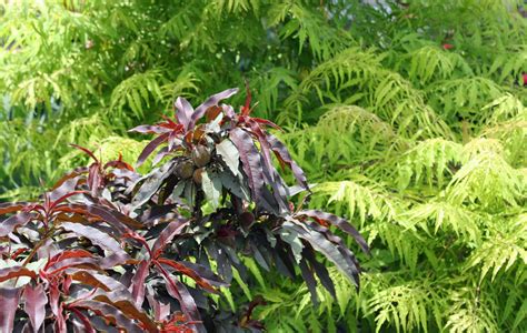 Thinking of planting a dwarf peach tree, but don't know how to care for it? Flowering Peach Tree Pictures | # Beautiful Flowers