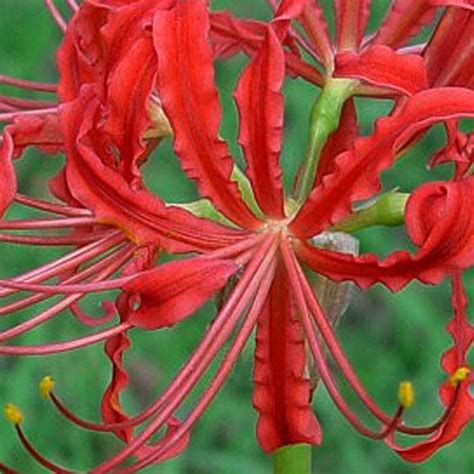 Heirloomred Spider Lily C 1821 At Old House Gardens Summer Garden