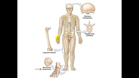 bone anatomy  physiology youtube