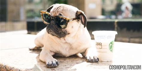 You Must See This Pug Do A Spot On Harry Styles Impression Doug The