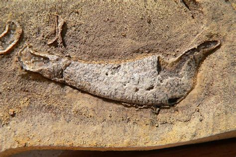Fossil Ancestor Suggests Sharks Once Had Bony Skeletons › News In