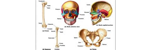 Bone Markings Anatomy Anatomical Charts And Posters