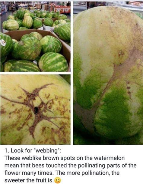 The right way to tell if a watermelon is ripe. How to tell if a watermelon is ripe - Quora
