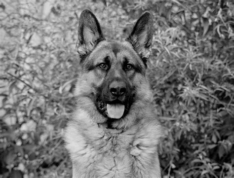 German Shepherd Dog In Black And White Photograph By Sandy Keeton