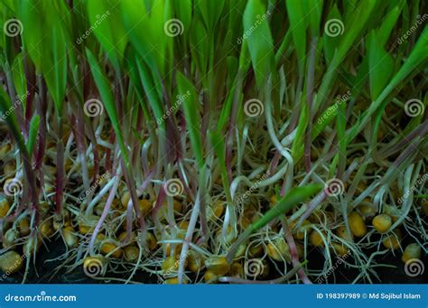 Growing New Green From Maize Or Zea Mays Seeds Stock Image Image Of