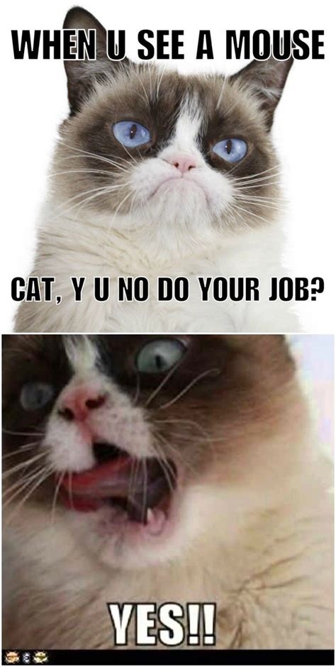 20 Best Grumpy Cat Memes So Life Quotes Funny Memes Cat Memes