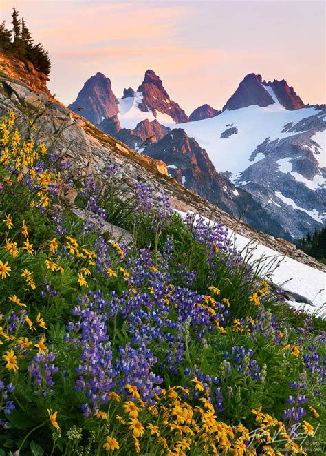 Alpine Garden Photo Wild Flowers Alpine Garden Alpine Lake