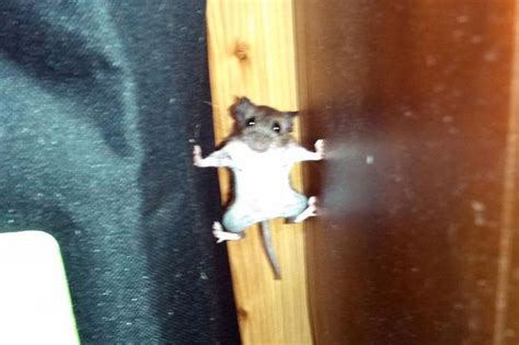 Keeping mice away from your crawl space can be a challenge, especially if you live in a rural or woodsy area, but it is absolutely doable if you follow the steps outlined below. Mission Impossible mouse who climbs walls like Tom Cruise ...