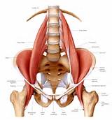 Images of Pelvic Core Muscles