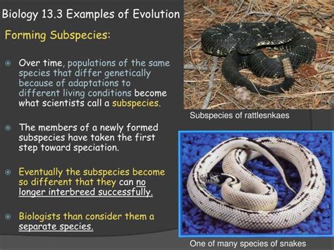 Ppt Biology 133 Examples Of Evolution Powerpoint