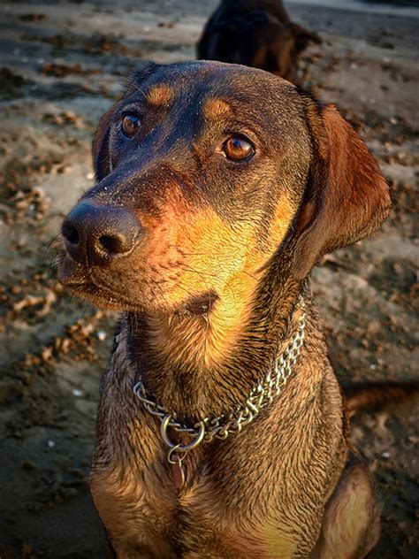 A very common cause of puppy diarrhea could be something they have ingested which they shouldn't have. Home Remedies for Treating Diarrhea in Dogs