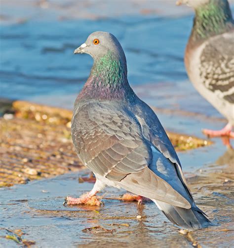 Pigeon Close Up Stock Image Image Of Stay Dove Floor 38034501