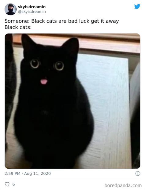 50 Cat Memes Created By People Clearly Living With One Black Cat Memes Cat Memes Cats