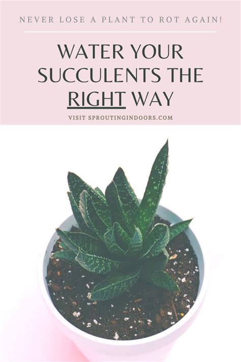 A comprehensive plant care guide for your cactus. Complete Succulent Watering Guide in 2020 | Succulents in ...