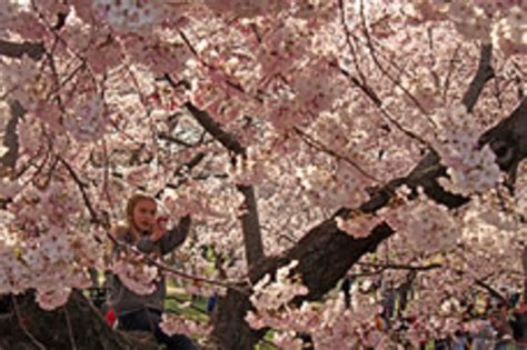 Cherry Blossom Peak Bloom Forecast Moved Up By Park Service Pollen