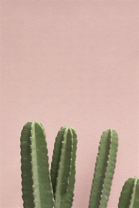 Cactus On Pink Background In 2020 Pink Background Pink Nature Palm