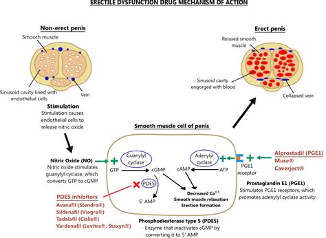 Sildenafil Mechanism