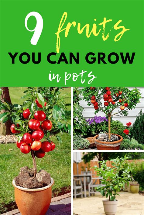 If you want to plant an apple tree, rootstock m26 is recommended, so look for this when purchasing a tree. Top 9 Fruits You Can Grow in Pots - DIY Morning