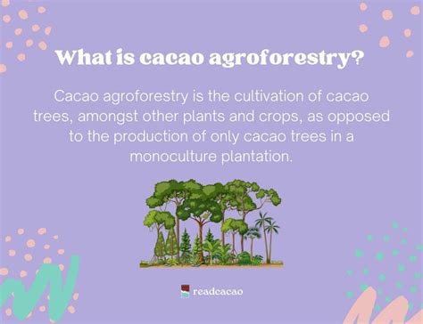 What Is Cacao Agroforestry Readcacao