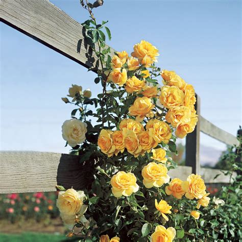 Scent From Above Climbing Rose Climbing Roses Yellow Climbing Rose