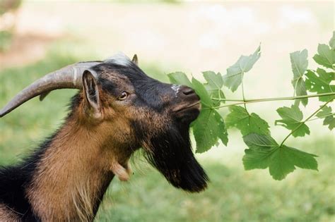 Premium Photo Close Up Farm Goat Eating Leaves