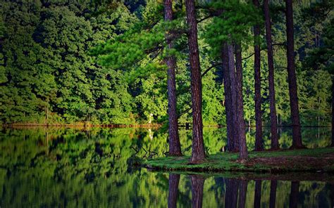 Free Download Wallpaper Forest Tree Lake Pine Reflection Beautiful Pine