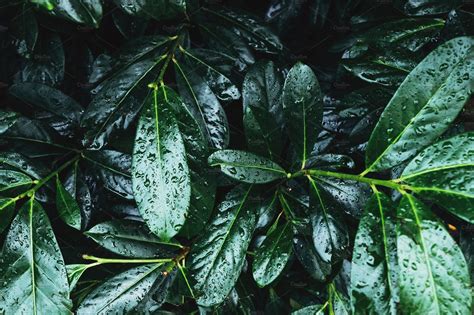 Dark Green Leaves Foliage Background High Quality Nature Stock Photos