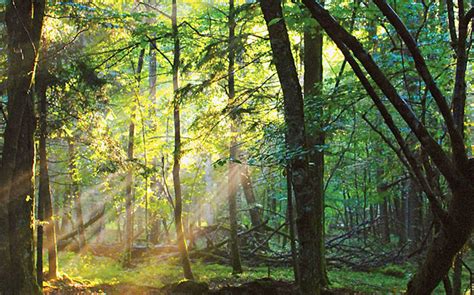 ESCAPE: To a polish Primeval Forest - July/August 2012 - Sierra