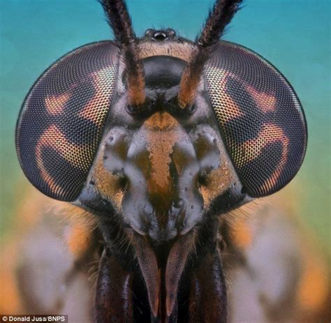 Incredible Close Up Photography Reveals The Usually Unseen Beauty And