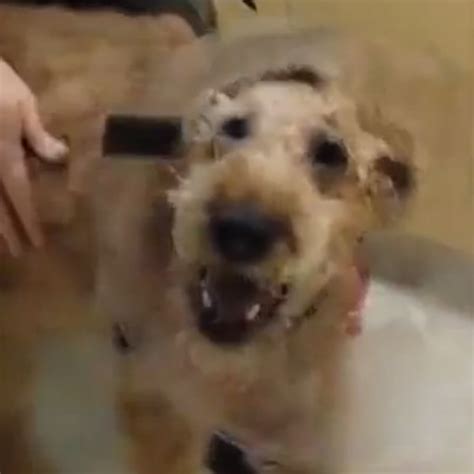 Watch This Formerly Blind Dog See His Owners For The First Time
