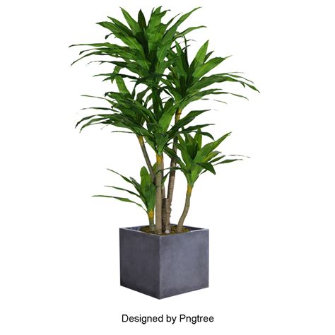 Plant PNG and PSD | Plants, Plant vector, Painted plant pots