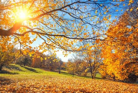 Laeacco Autumn Tree Yellow Leaves Blue Sky Sunlight Photography